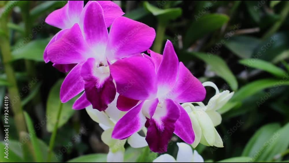 purple orchid in the garden purple orchid in the garden
