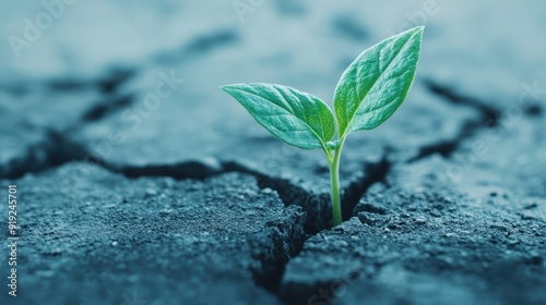 A young green plant shoots up through a crack in the dry, barren ground, symbolizing resilience and the power of nature to thrive even in harsh conditions.