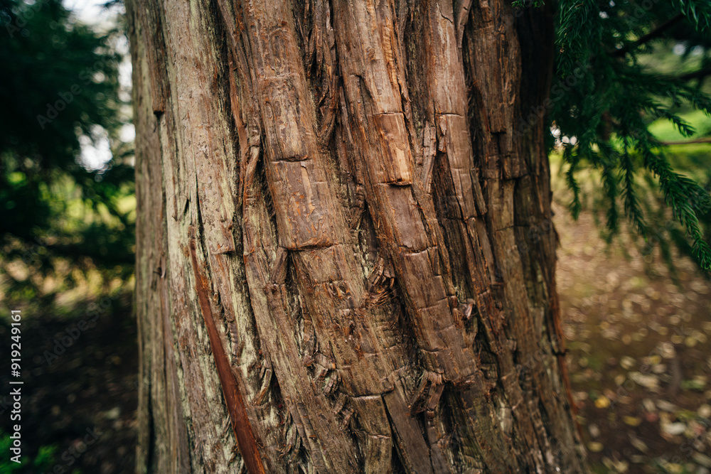 texture in the bark of a cryptomeria japonica elegans texture in the bark of a cryptomeria japonica elegans