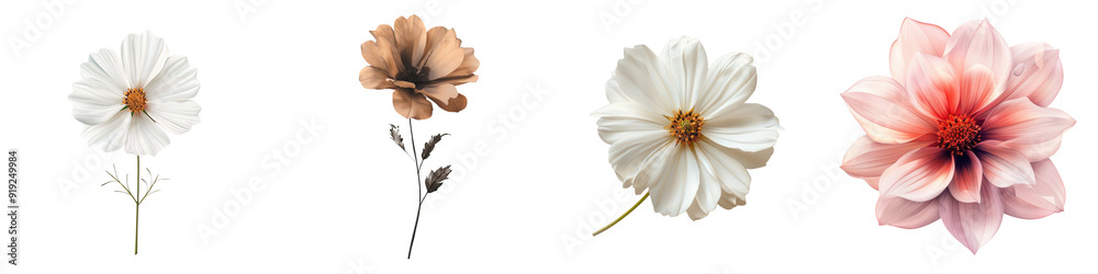 Simple flower isolated on transparent background - Minimalistic design featuring a single bloom - Clean and uncluttered with soft, natural colors - Gentle light to highlight the flower's form Simple flower isolated on transparent background - Minimalistic design featuring a single bloom - Clean and uncluttered with soft, natural colors - Gentle light to highlight the flower's form