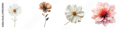 Simple flower isolated on transparent background - Minimalistic design featuring a single bloom - Clean and uncluttered with soft, natural colors - Gentle light to highlight the flower's form