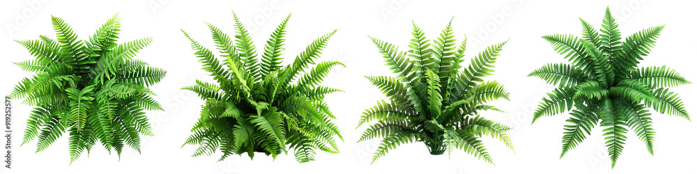 A lush Boston fern with vibrant green fronds - The fern is displayed in a natural, simple setting to showcase its delicate, feathery leaves - Lightly illuminated to bring out the rich textures and vib A lush Boston fern with vibrant green fronds - The fern is displayed in a natural, simple setting to showcase its delicate, feathery leaves - Lightly illuminated to bring out the rich textures and vib