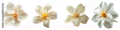 A delicate vanilla flower with its creamy white petals and subtle yellow center, displayed against a soft background - elegant and refined - natural light highlighting the flower's gentle beauty - iso photo