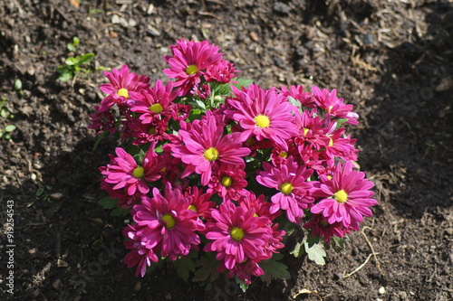 Potted chrysanthemum Swifty with red flowers in your own garden photo