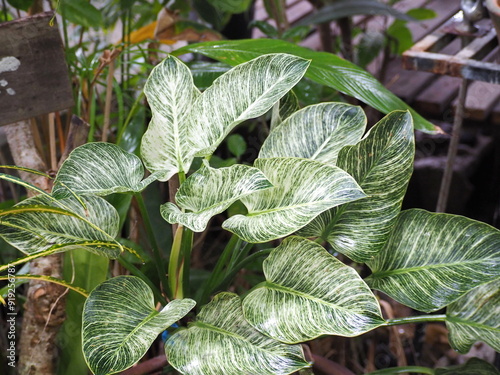 Leaves dark green mixed with light green of Chinese Evergreen or Aglaonema sp. ‘Banlangsetthi’. The veins and the midrib are light green, almost white. Green lanceolate leaves with white patterns, 
 photo