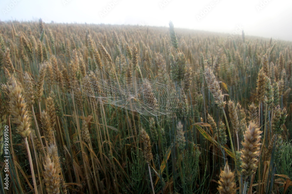 Fototapeta premium Spider web with rain drops in the morning sunlight during fog. spider net on wheat field