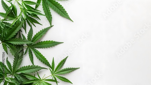 Marijuana leaves on a white background, close up top view on cannabis leaves and branches on white background for alternative medical and marketing design concept