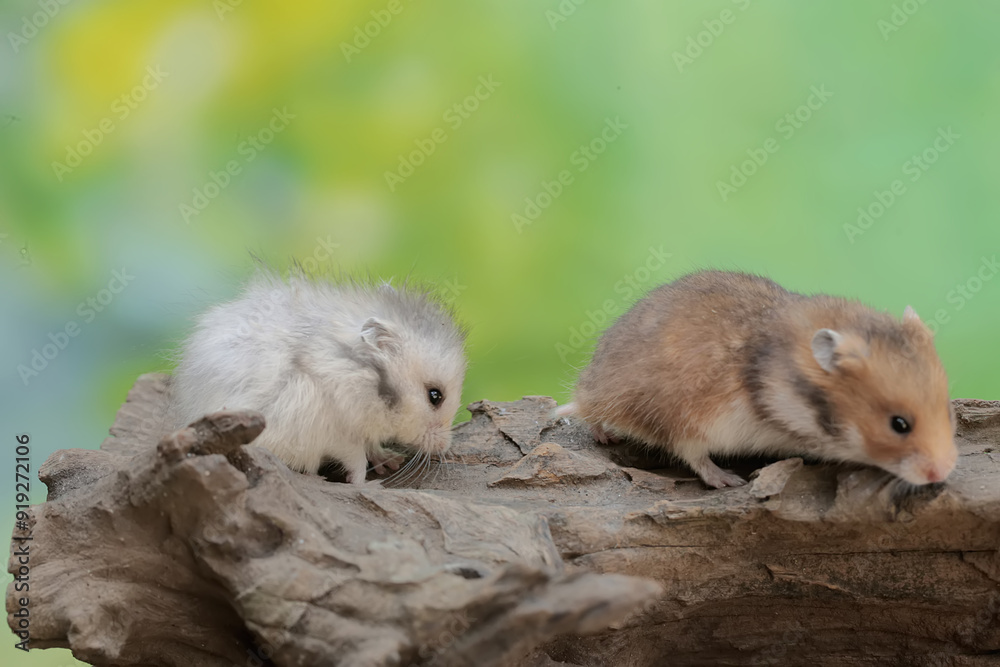 Hamster Species Syrian And Dwarf Hamsters Hamster Species The