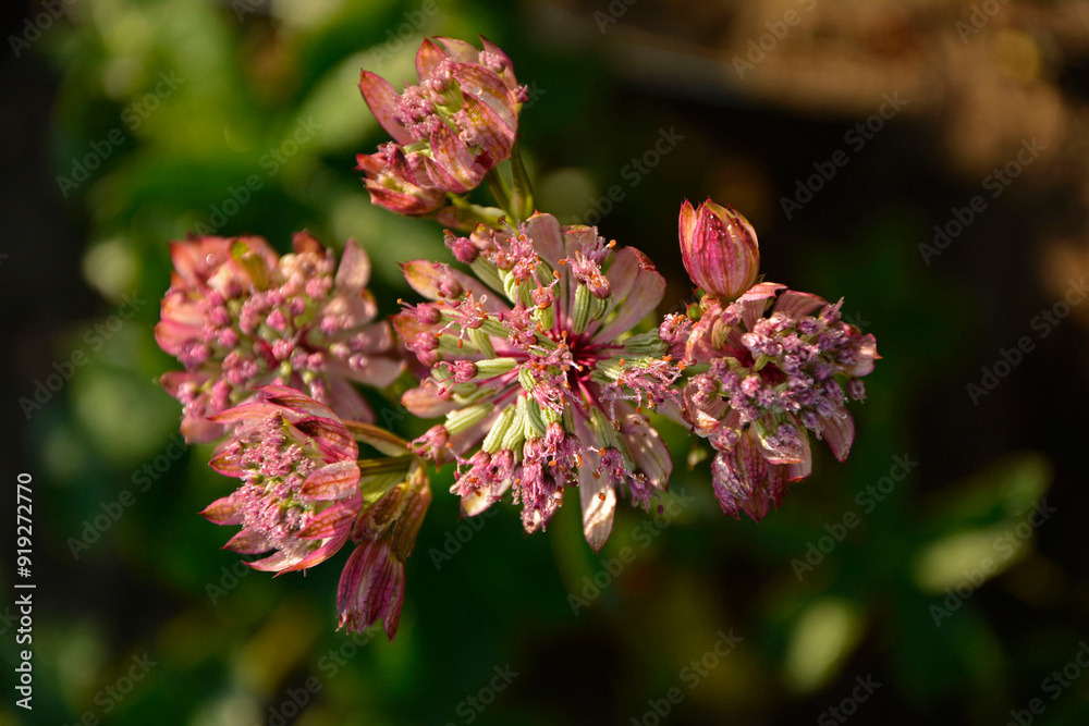 Jarzmianka większa, Astrantia major, great masterwort, różowa jarzmianka