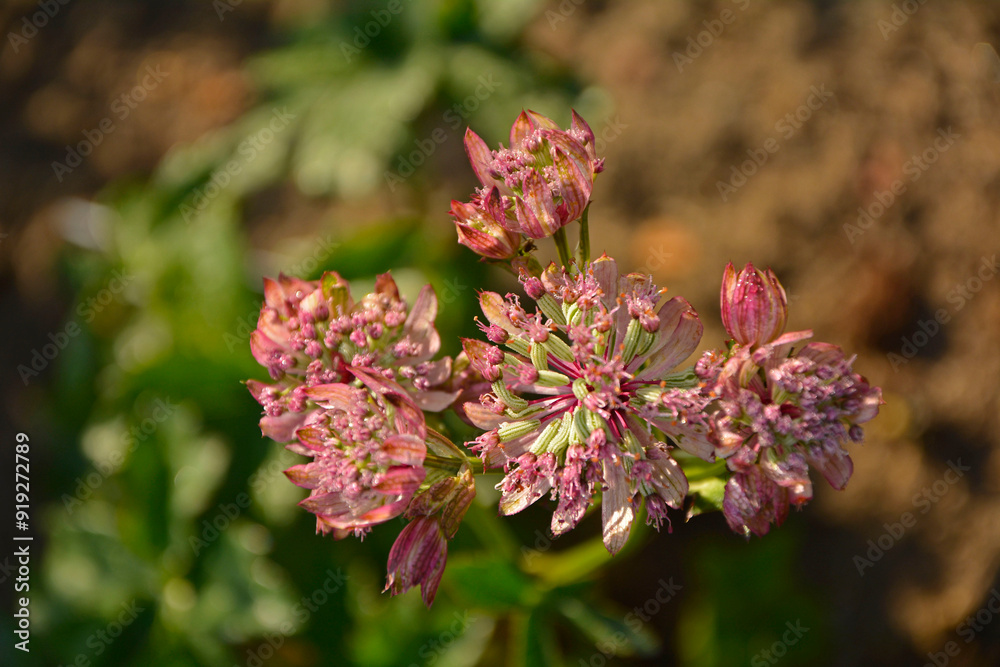 Jarzmianka większa, Astrantia major, great masterwort, różowa jarzmianka