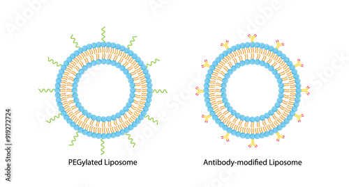 PEGylated Liposome and Antibody-modified liposomes. Phospholipids, Drug encapsulation. Vector illustration