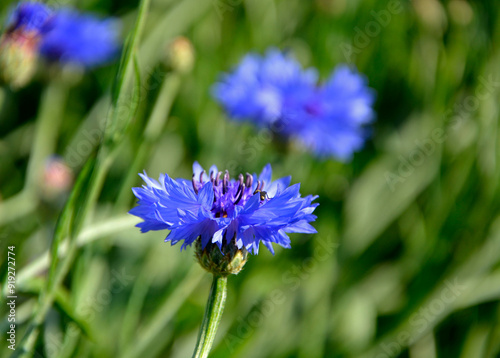 niebieski kwiat chabra na zielonym tle, chaber na rozmytym tle, Chaber bławatek, Centaurea cyanus, blue cornflower flower on green background, cornflower on blurred background,	 photo