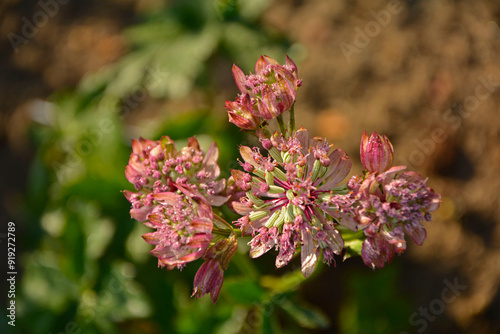 Obraz na płótnie Jarzmianka większa, Astrantia major, great masterwort, różowa jarzmianka w salonie