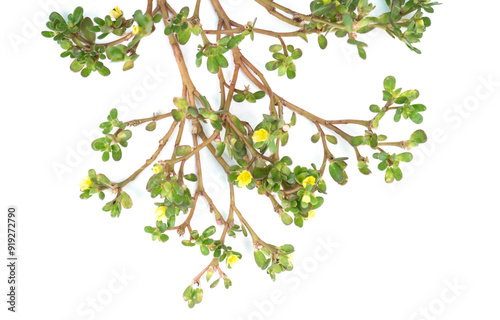  Purslane or Portulaca oleracea branch green leaves and flowers isolated on white background. photo