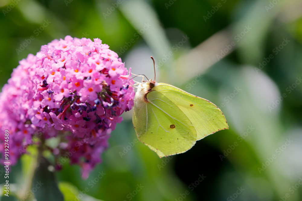 Zitronenfalter (Gonepteryx rhamni) Männchen auf Blüte Zitronenfalter (Gonepteryx rhamni) Männchen auf Blüte