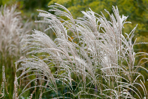 Ziergräser im Garten, Sommer photo