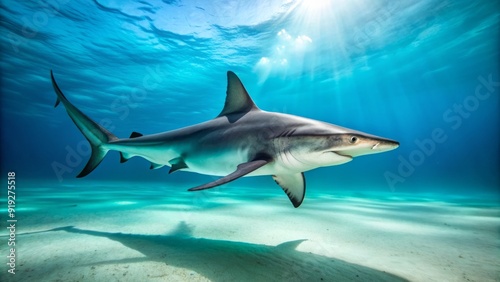 A majestic scalloped hammerhead shark swims through turquoise waters, its distinctive head shape and fins slicing through the surface with powerful, effortless grace. photo