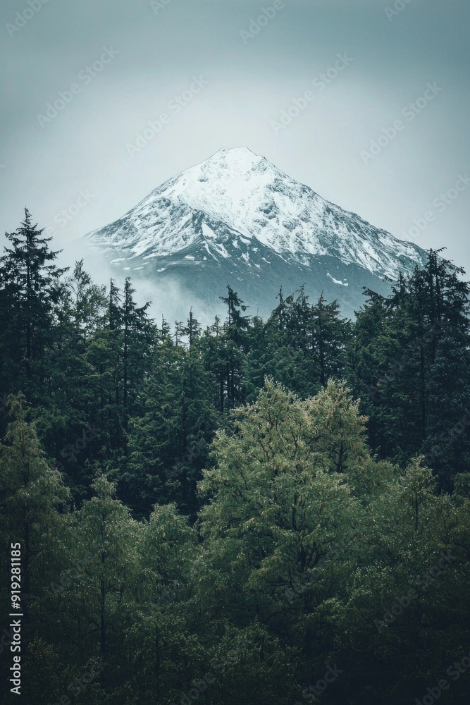 Obraz premium A white snow-capped mountain peak rising above a dark, dense forest.