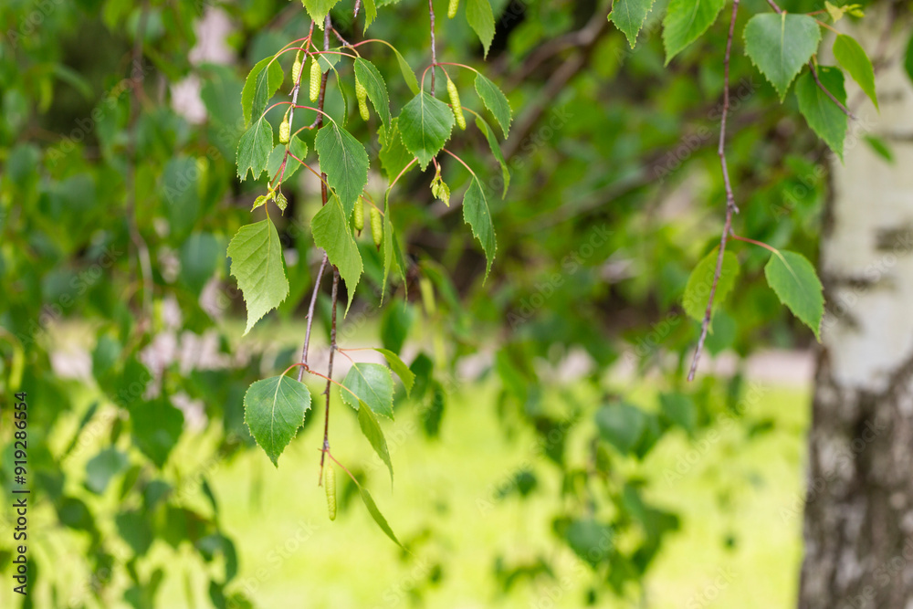 Young juicy green leaves on the branches of a birch in the sun outdoors in spring summer close-up macro on the background of birch trunk. Spring Awakening, Young juicy green leaves on the branches of a birch in the sun outdoors in spring summer close-up macro on the background of birch trunk. Spring Awakening,