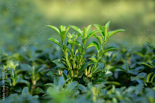 background of young green leaves, spring, April