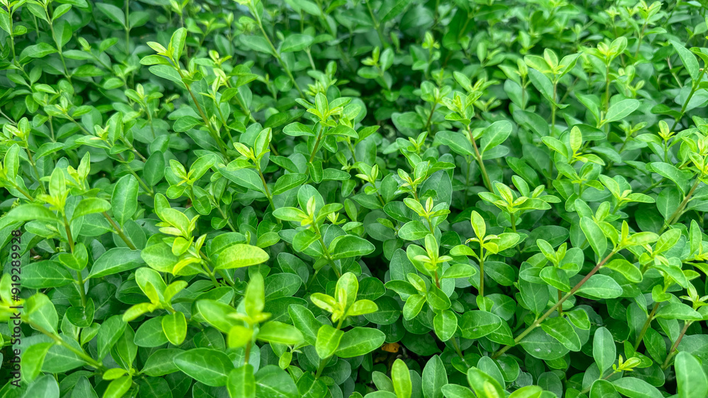 Close-up photo of green bright fresh small leaves of bush. Abstract horizontal background, natural pattern. Close-up photo of green bright fresh small leaves of bush. Abstract horizontal background, natural pattern.