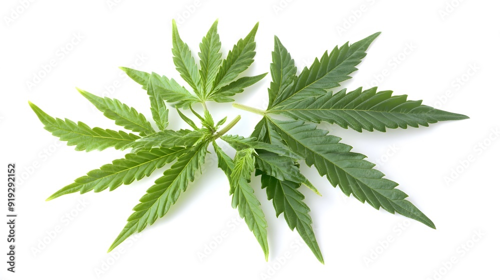 Marijuana leaves on a white background, close up top view on cannabis leaves and branches on white background for alternative medical and marketing design concept Marijuana leaves on a white background, close up top view on cannabis leaves and branches on white background for alternative medical and marketing design concept