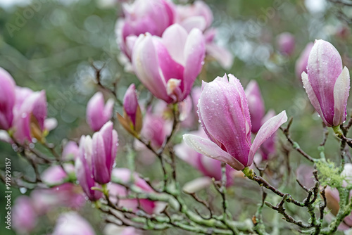 magnolia tree blossom with morning dew