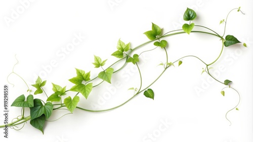 Delicate, curved tendrils of a lush green vine flourish in isolation, suspended against a stark white background, exuding elegance and serenity in its simplicity. photo