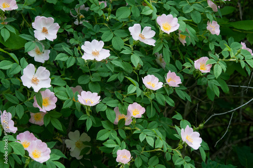 Large section of a bush full of Carolina Rose blossoms