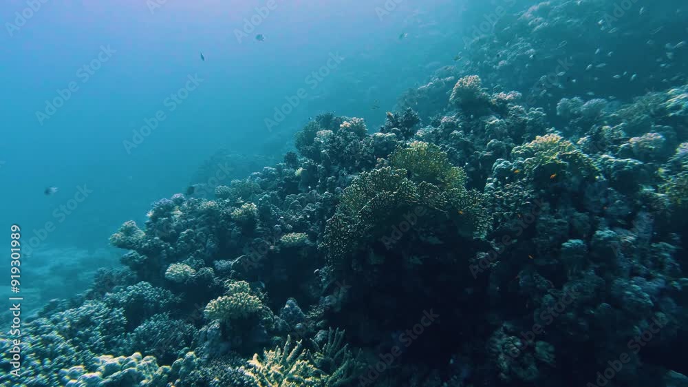 Diving in a coral reef in the Red Sea in egypt, no people, 25% slow-motion
