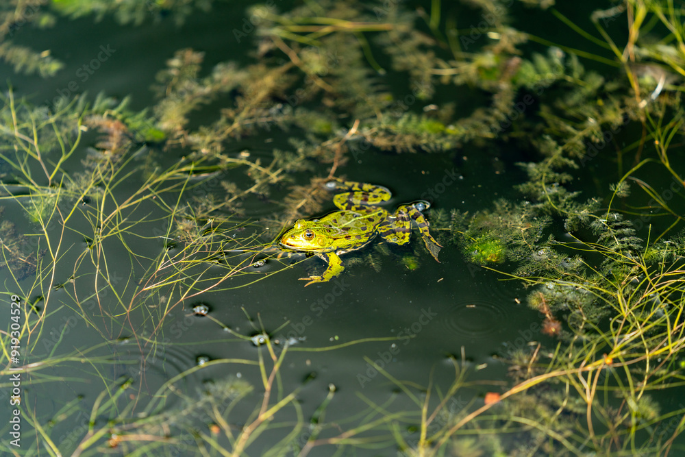 Fototapeta premium close up of a frog hiding in the grass in the pond in Poznan Poland