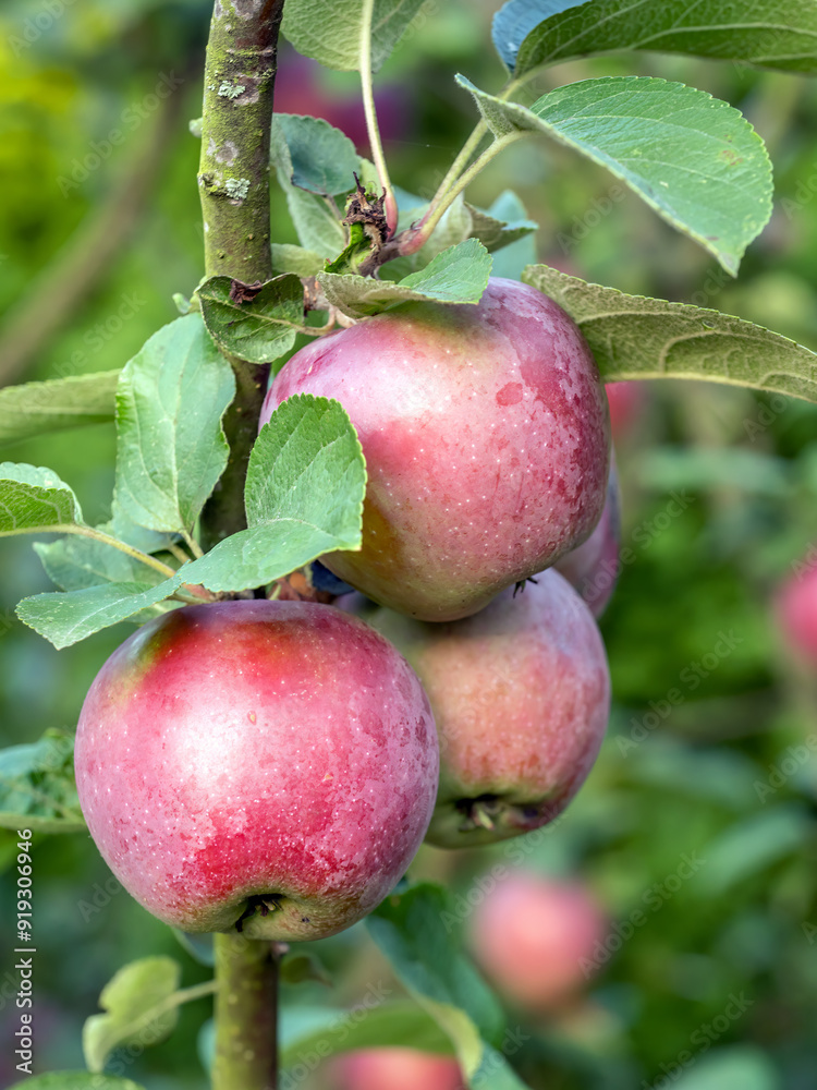 Ripe red apples ripening on the tree Ripe red apples ripening on the tree