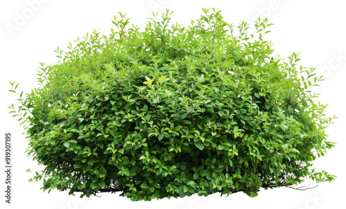 PNG Lush green bush isolated background