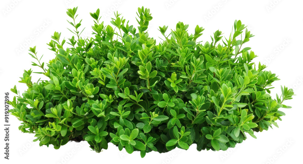 PNG Lush green shrub isolated white PNG Lush green shrub isolated white