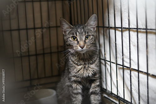 A cat in a shelter. Ordinary cats from the street caught in the shelter.  Sad cat in a cage. Homeless cat in a shelter