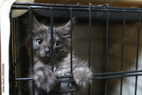 A cat in a shelter. Ordinary cats from the street caught in the shelter.  Sad cat in a cage. Homeless cat in a shelter