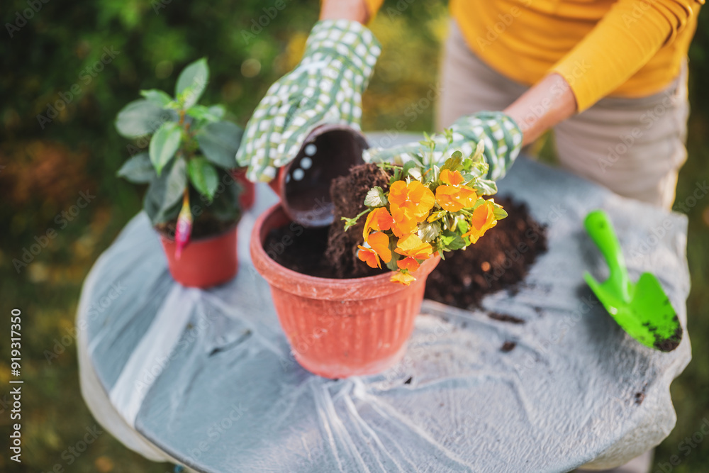 Close up image of senior woman gardening in her yard. She is planting flowers. Close up image of senior woman gardening in her yard. She is planting flowers.