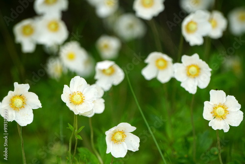 white anemones on field during summer. White wild flowr background. White flowers blooming on dark green background