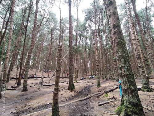 Pine forest in Kodaikanal, India photo