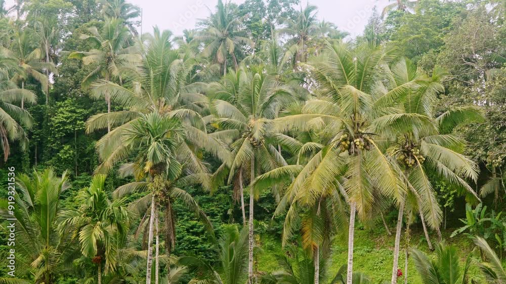 Palm Trees Under Bali Clear Tropical Ski Palm Trees Under Bali Clear Tropical Ski