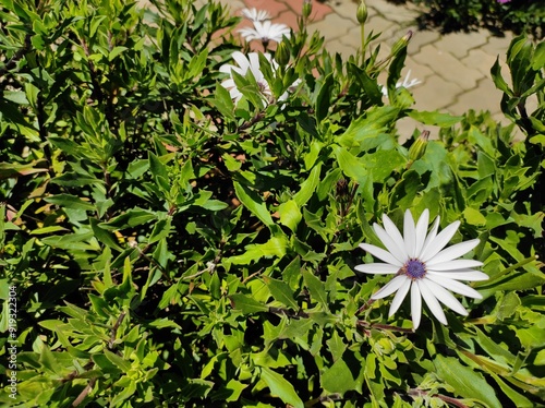 Shrubby Daisy Bush flowers in the garden photo