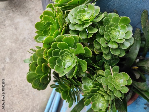 Canary aeonium plant in the garden