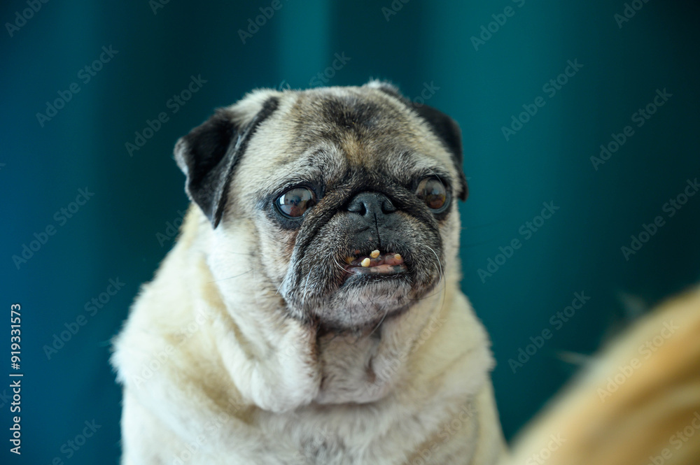 portrait of an old pug who sits on a green background portrait of an old pug who sits on a green background