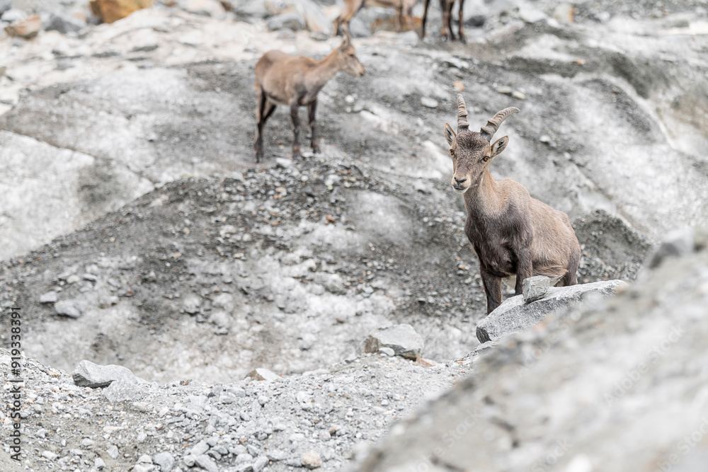 On glacier, alpine ibexes among the crevasses (Capra ibex) On glacier, alpine ibexes among the crevasses (Capra ibex)