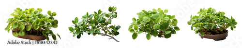 Set, collection of Tylophora Indica Plant isolated on transparent background. photo