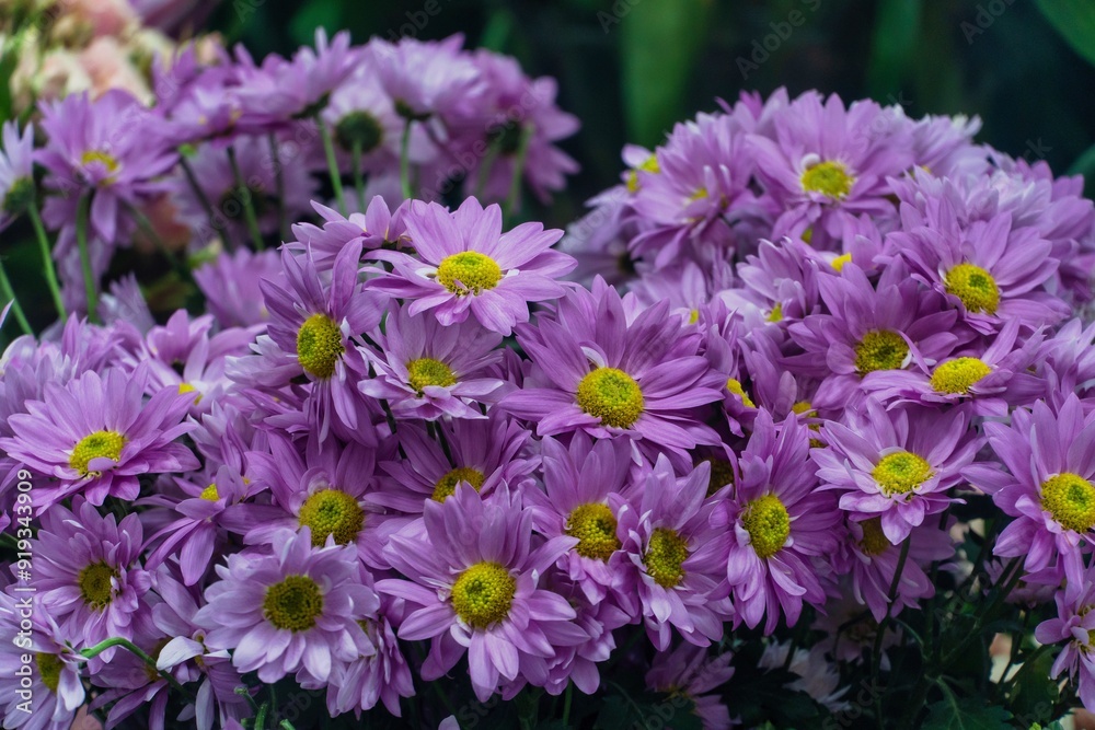 Purple Chrysanthemums in Bloom Purple Chrysanthemums in Bloom