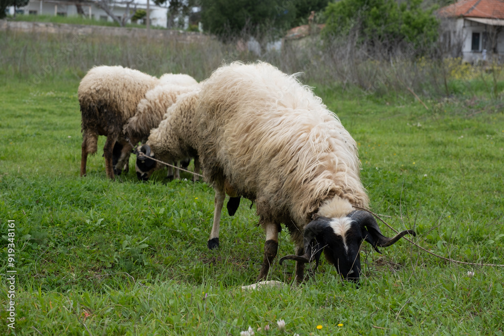 View of white sheep grazing on the green field View of white sheep grazing on the green field