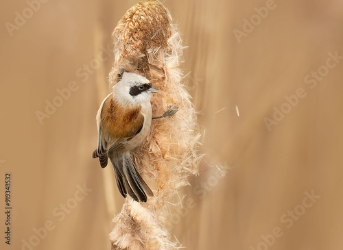 Eurasian Penduline Tit photo