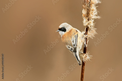 Eurasian Penduline Tit photo