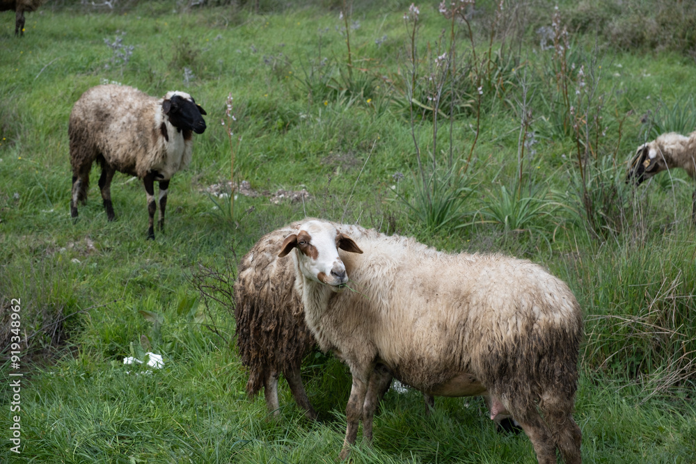Obraz premium View of white sheep grazing on the green field
